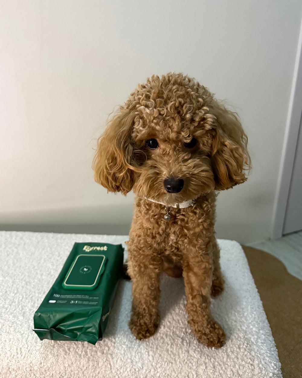 Apricot toy poodle sitting on a white bench beside a Furrest Single Pack