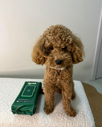 Apricot toy poodle sitting on a white bench beside a Furrest Single Pack