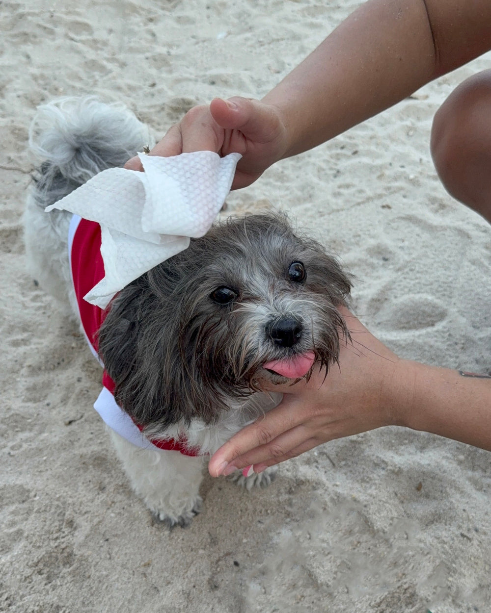 Grey and white dog in a red top having its head wiped with a Furrest wipe on the beach