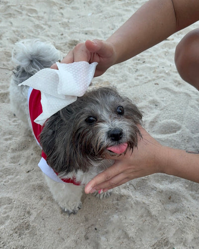 Grey and white dog in a red top having its head wiped with a Furrest wipe on the beach