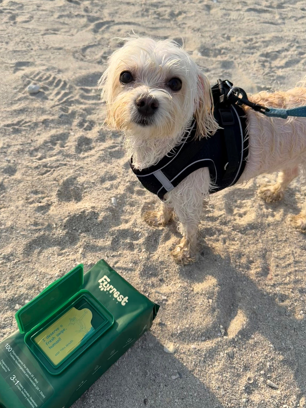 Small white dog in a harness on the sand next to an open Furrest Single Pack