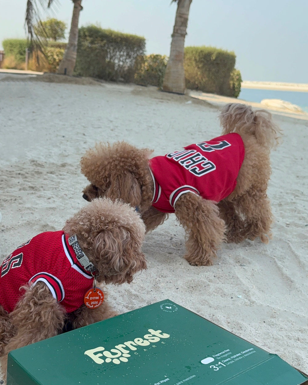 Two poodles in red jerseys on the beach next to a Furrest Box of 4