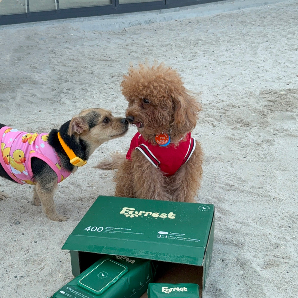 Two small dogs touching noses beside an open Furrest Box of 4 on the sand