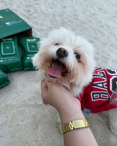 White fluffy dog in a red jersey smiling while held by its owner, Furrest packs behind