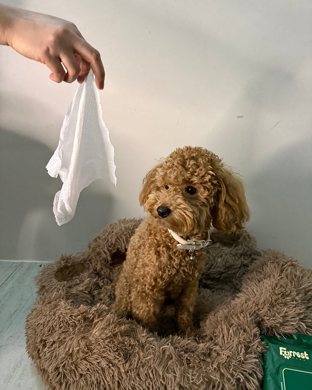 Owner holding up a single Furrest wipe above a toy poodle sitting in its bed