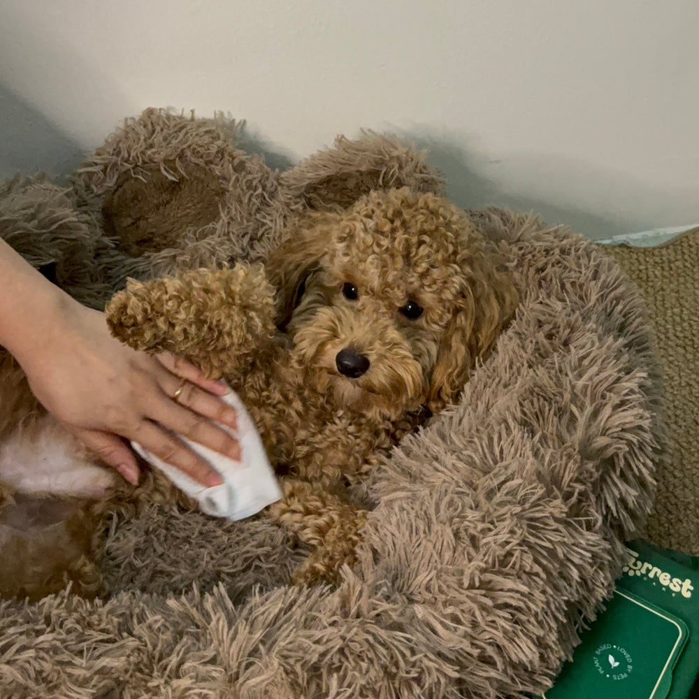 Owner wiping a toy poodle's paw with a Furrest wipe while it lies in a plush bed