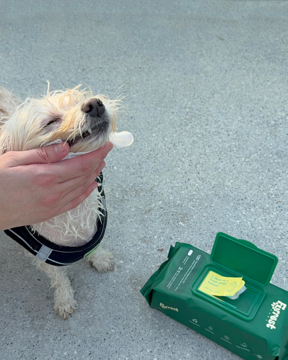 White dog getting its chin wiped, with an open Furrest Single Pack on the pavement