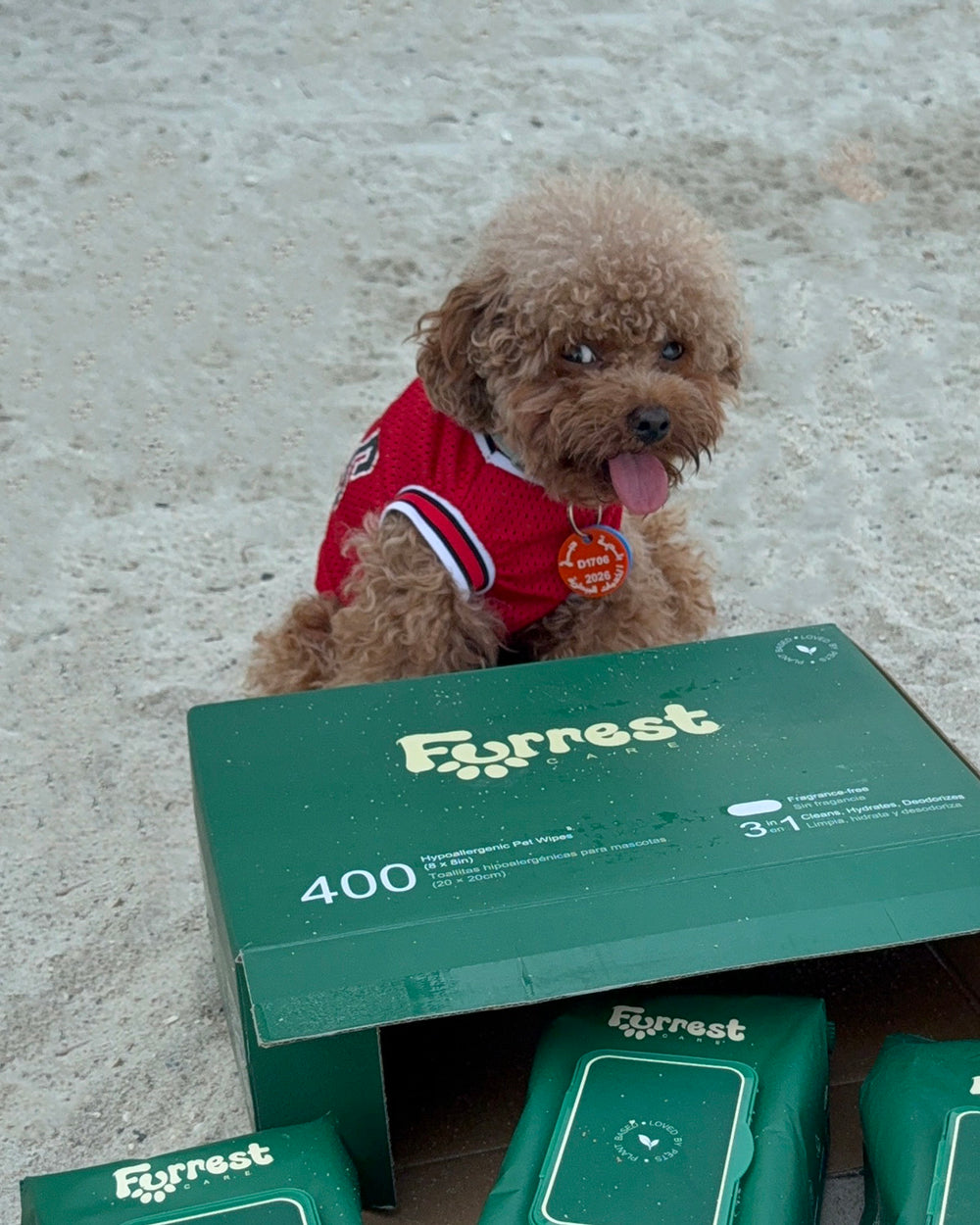 Apricot poodle in a red jersey sitting behind a Furrest Box of 4 on the sand