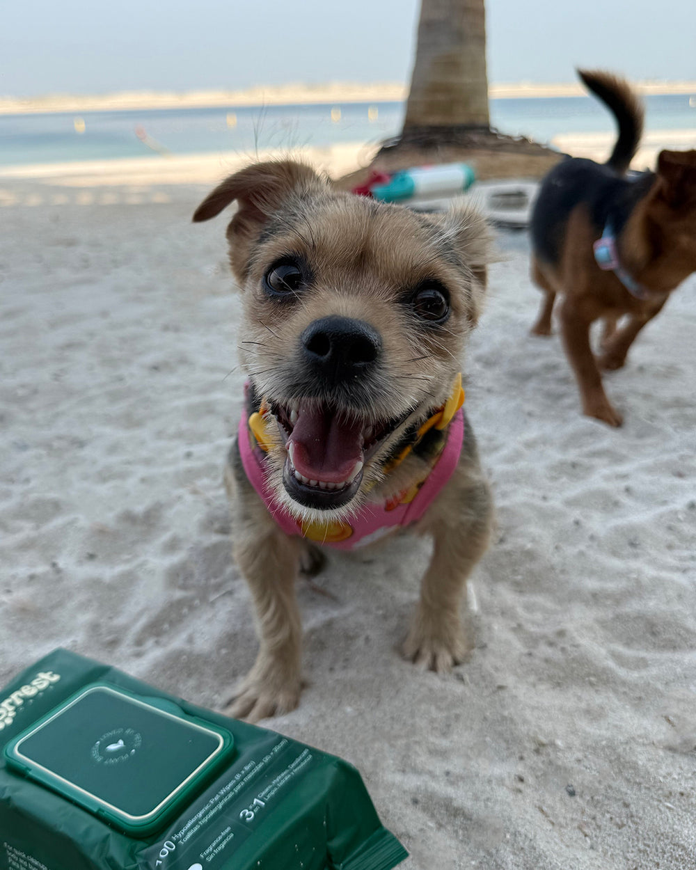 Smiling terrier mix in a bandana on the beach with a Furrest Single Pack in front