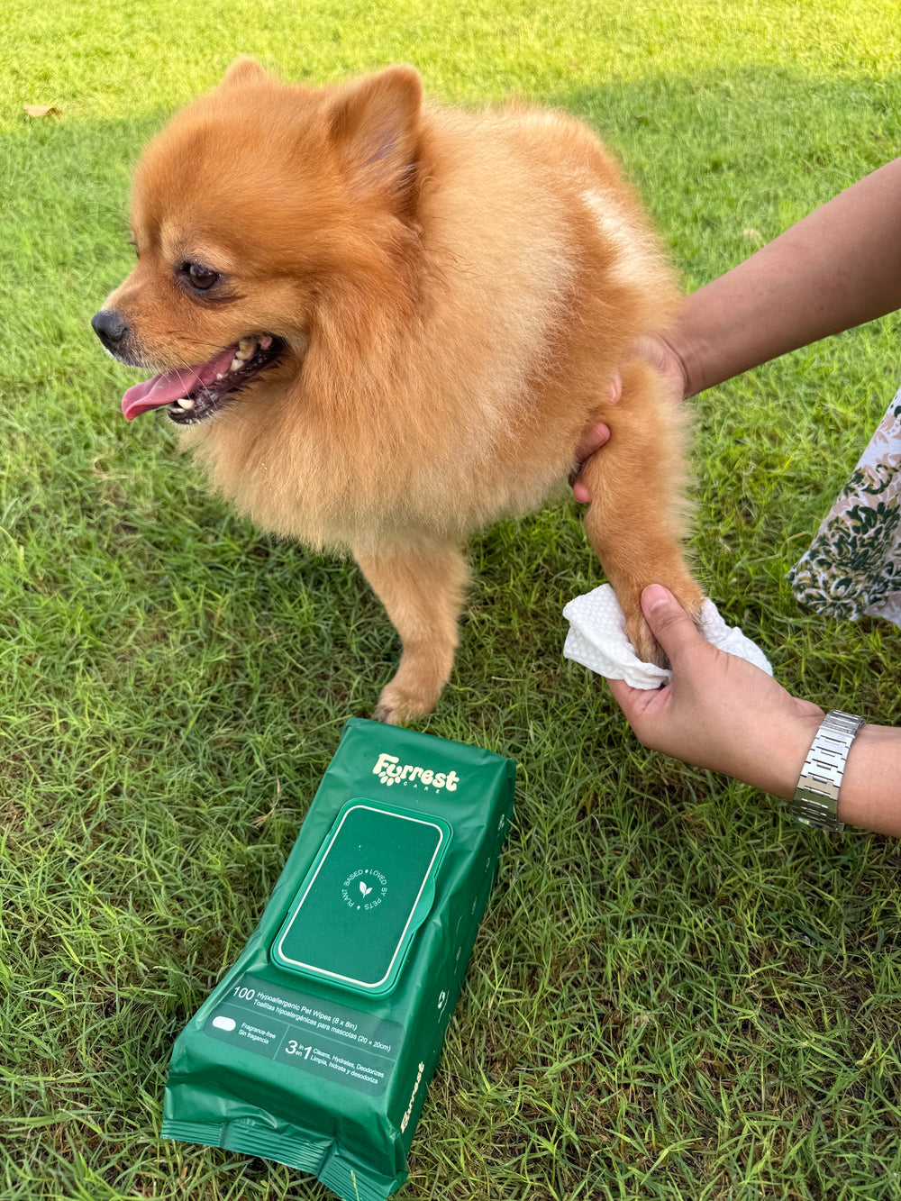 Owner wiping a Pomeranian's paw on the grass next to a Furrest Single Pack