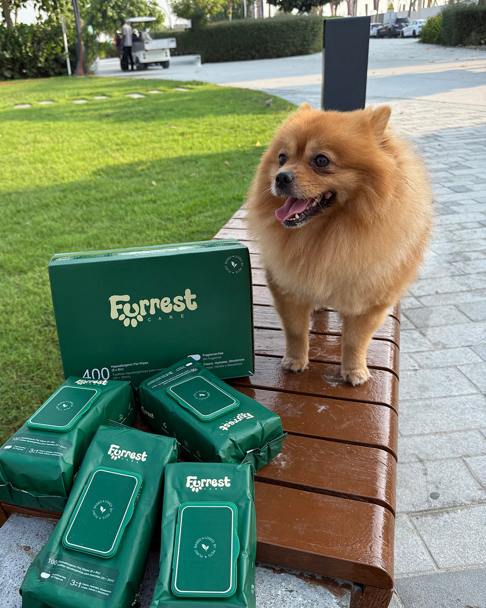 Pomeranian standing on a park bench beside a Furrest Box of 4 and Single Packs