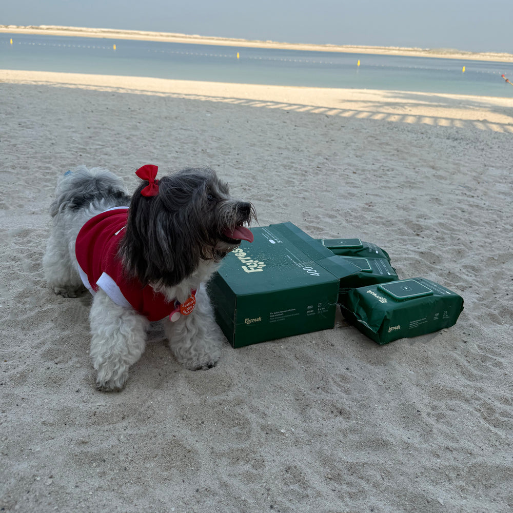 Small dog with a red bow standing beside Furrest Single Packs on the beach