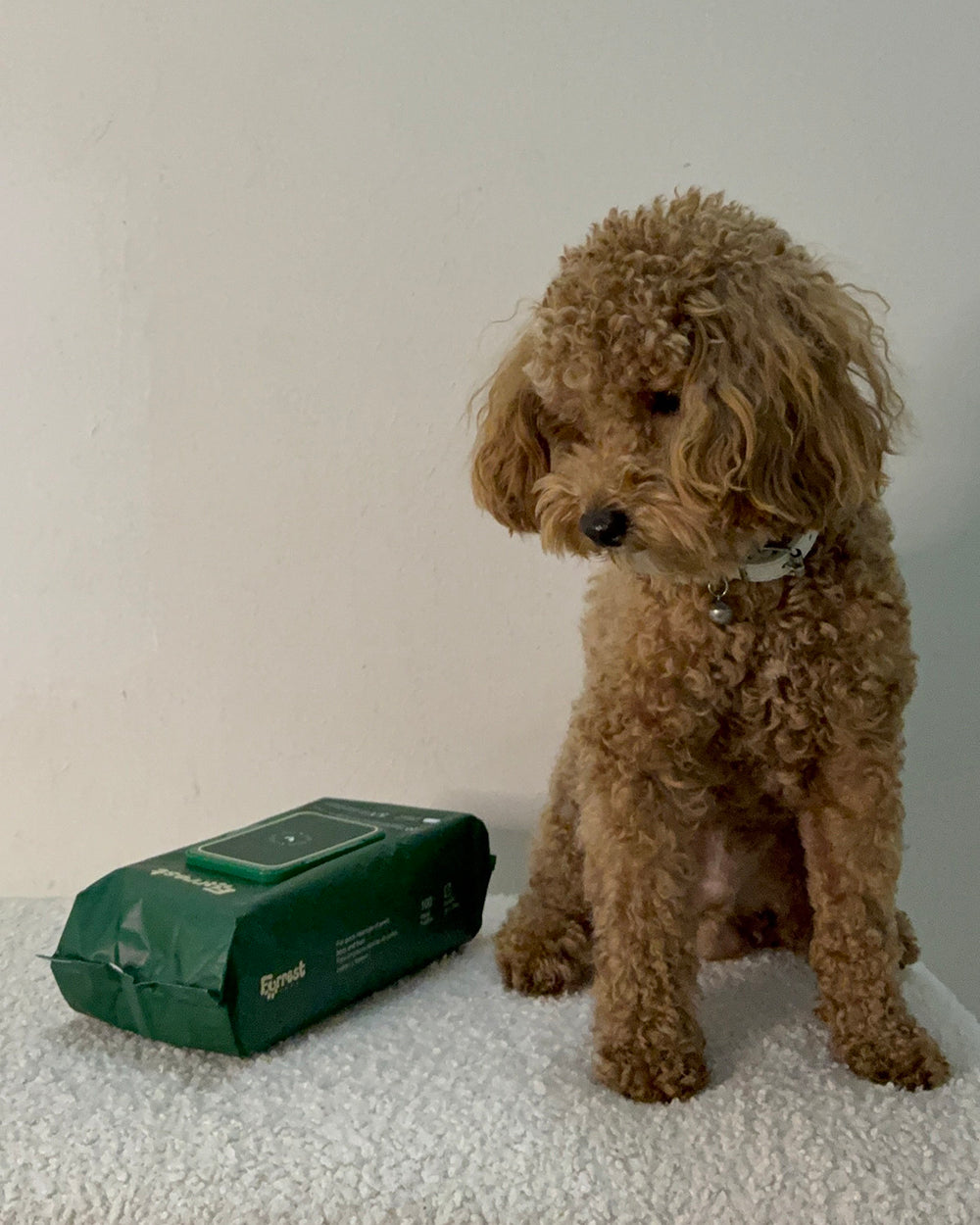 Apricot toy poodle sitting next to a Furrest Single Pack against a white wall