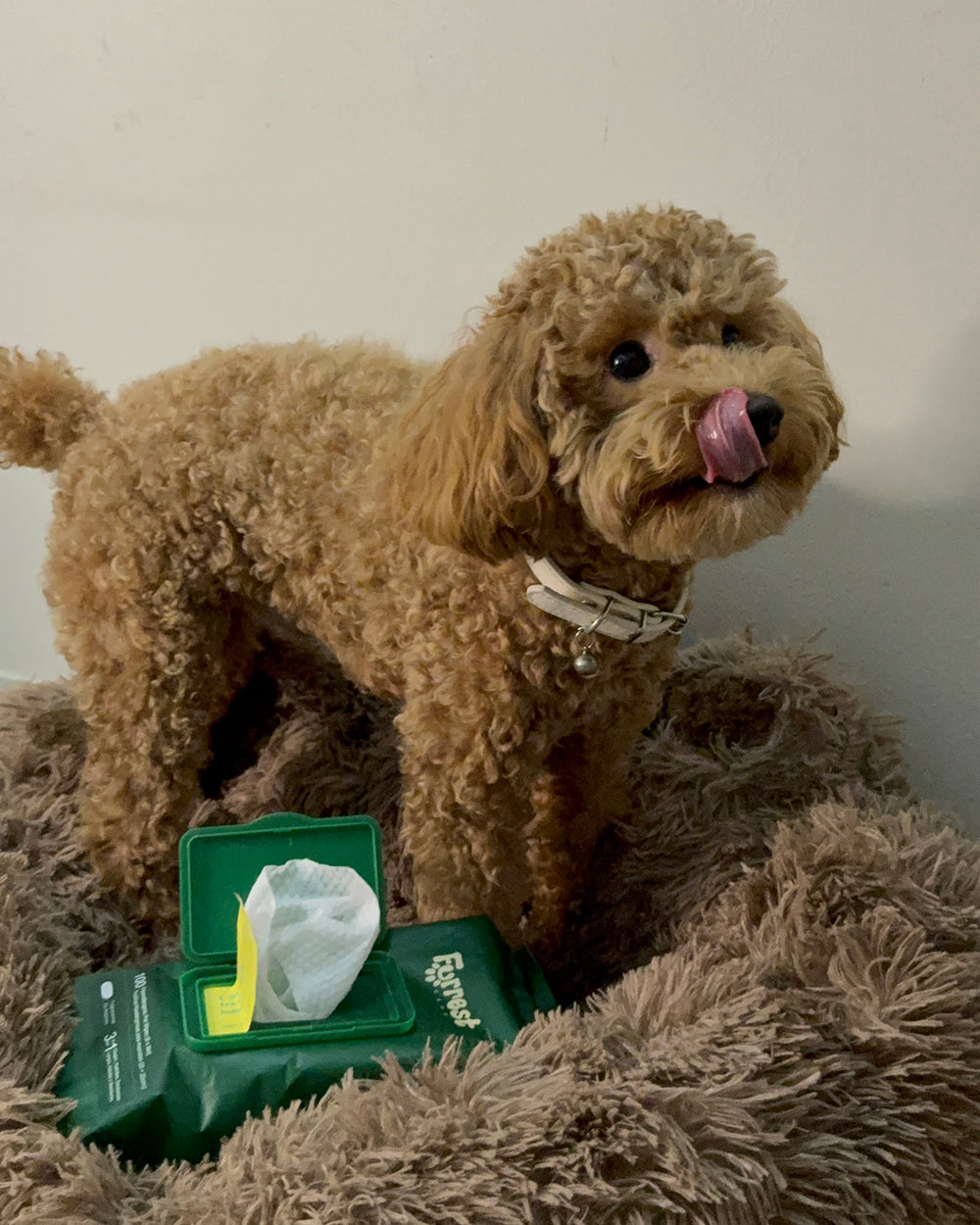Toy poodle licking its lips on a fluffy bed next to an open Furrest Single Pack