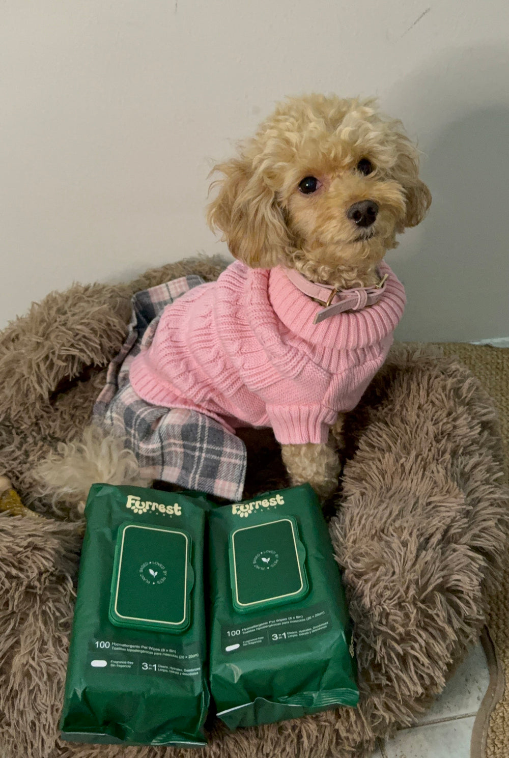 Toy poodle in a pink sweater sitting on a bed behind two Furrest Single Packs