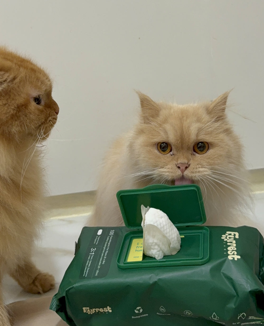 Two ginger Persian cats beside an open Furrest Single Pack with a wipe pulled out