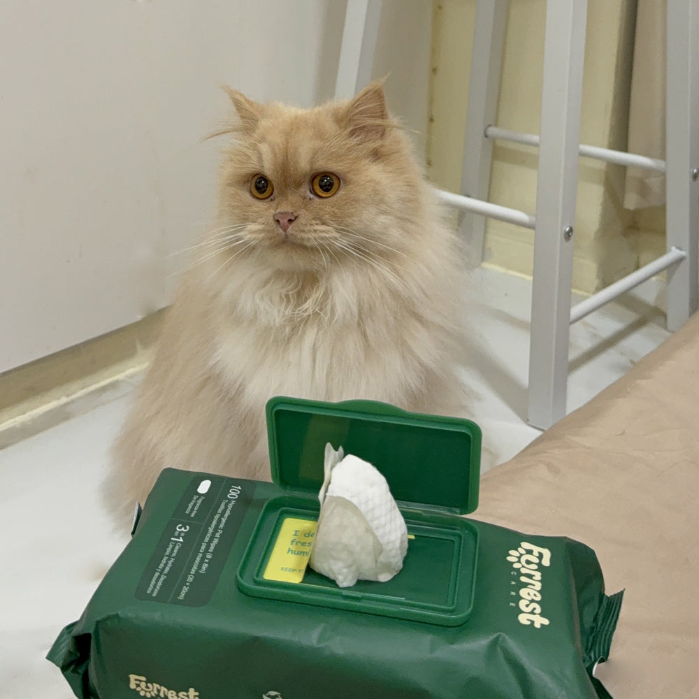 Cream Persian cat sitting behind an open Furrest Single Pack on a bed