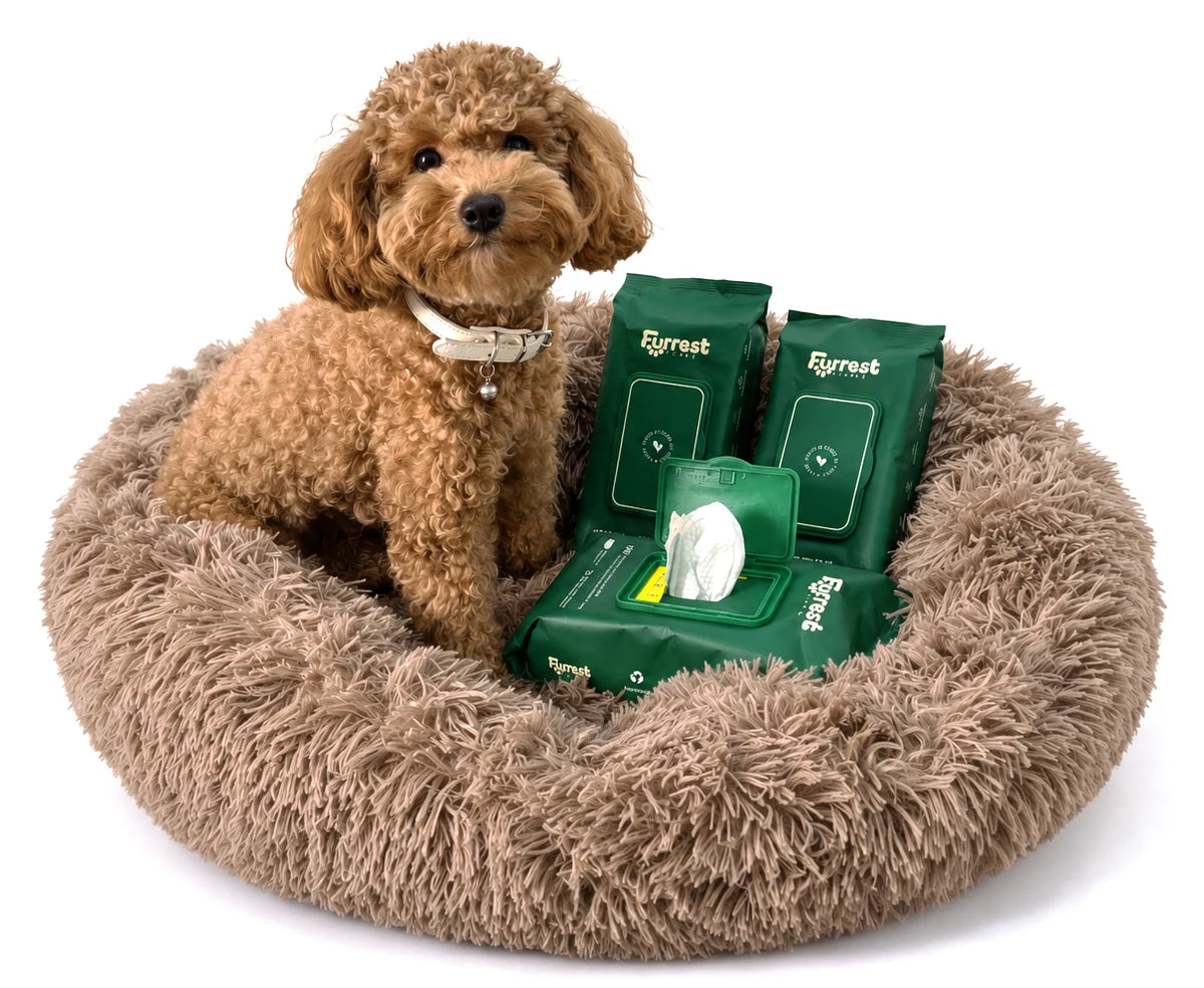 Curly poodle on a plush pet bed with Furrest Pet Wipes packs