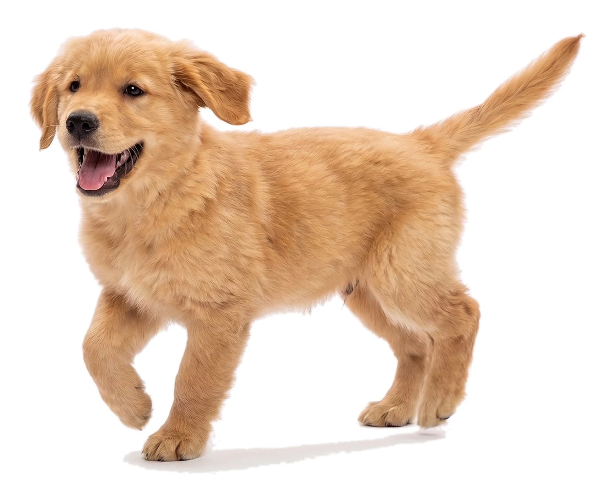Happy golden retriever puppy trotting